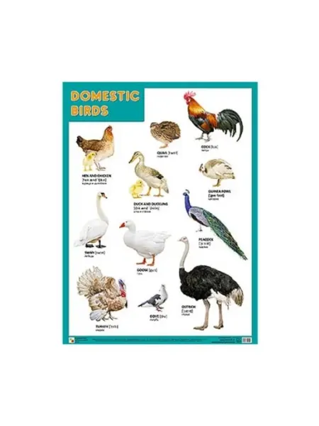 Мозаика-Синтез Плакаты Domestic Birds, Домашние птицы
