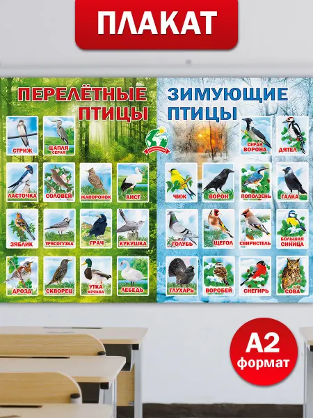 ТМ Мир поздравлений Обучающий плакат Птицы на стену в школу и детский сад