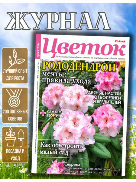 Цветок журнал о садовых цветах №9.Рододендрон правила ухода
