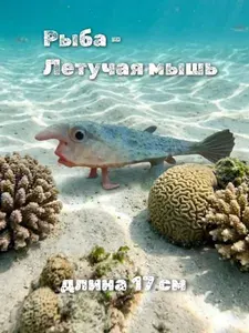 Рыба летучая мышь_полая реалистичная фигурка