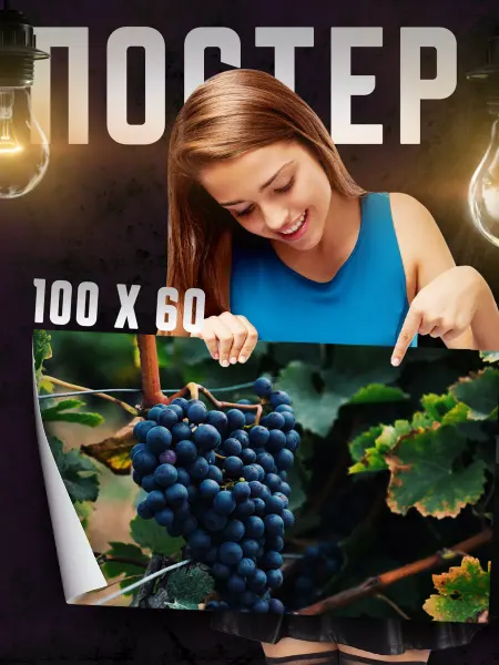 Print Master Постер на стену Виноград 100х60 см