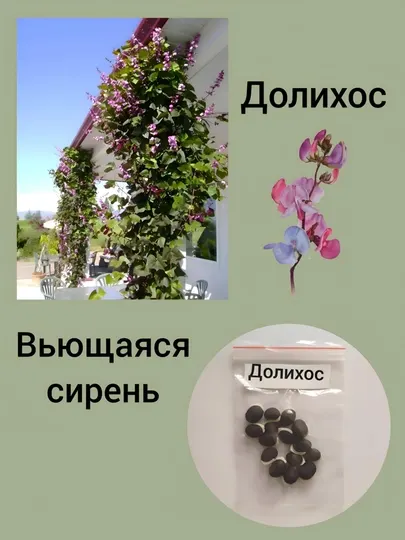 Семена Долихос ( Вьющаяся сирень) 5, 10, 15 штук