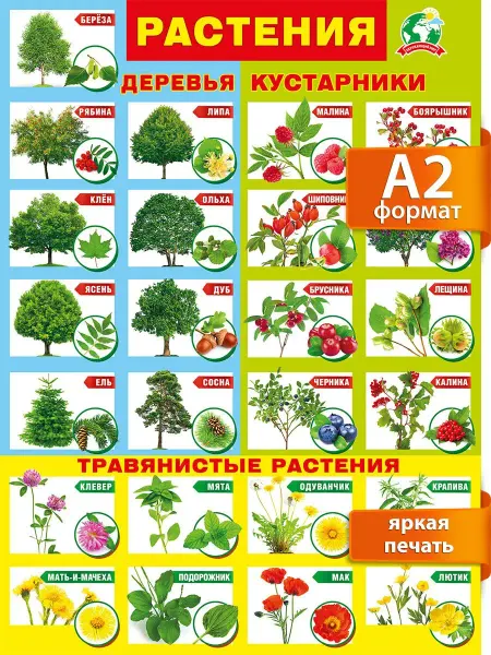 ТМ Мир поздравлений Плакат развивающий для детей Растения в детский сад А2