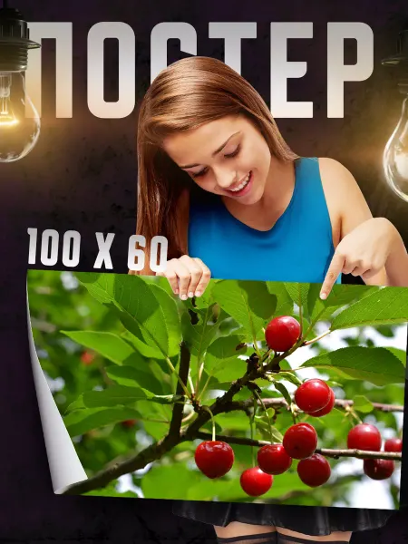 Print Master Постер на стену Вишня 100х60 см