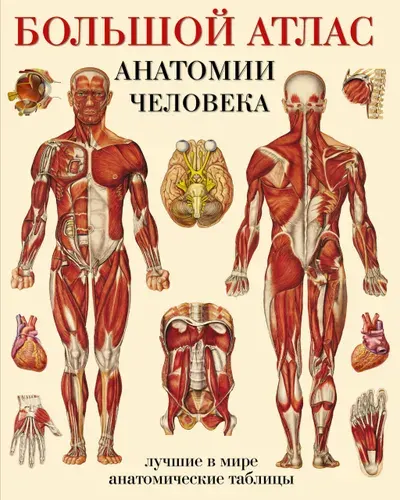Большой атлас анатомии человека