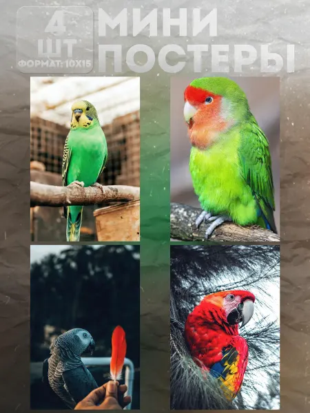 KraSSell Постеры Мини на стену «Попугай» 4 шт