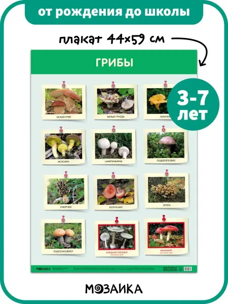 ОТ РОЖДЕНИЯ ДО ШКОЛЫ Развивающий плакат на стену для детей, грибы 3+