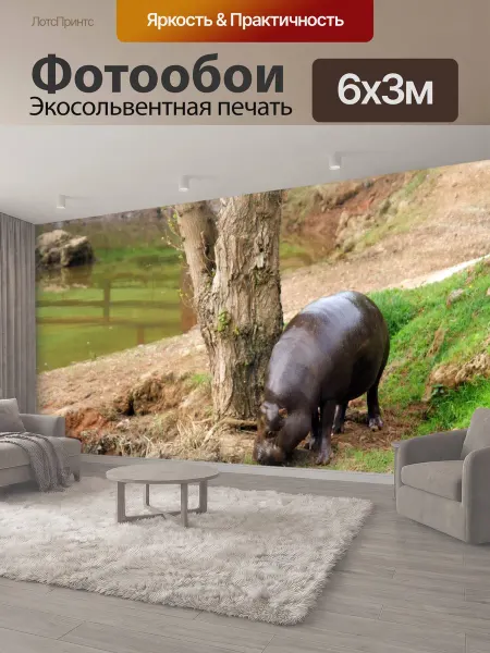 LotsPrints Фотообои "Животные, бегемот, карликовый" 6x3м