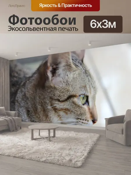 LotsPrints Фотообои "Животное, кошка, фотография" 6x3м