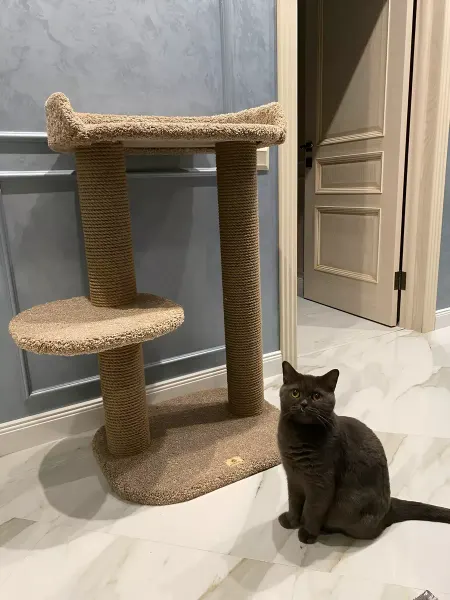 Моя Котя Когтеточка для кошки