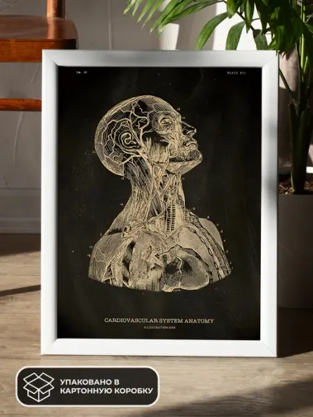 LAWE POSTERS Постер из крафт-бумаги Cardiovascular System Anatomy 42х29см