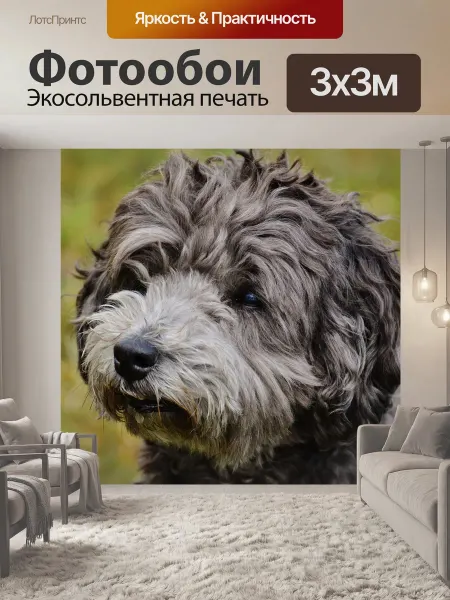 LotsPrints Фотообои "Собака, животное, домашнее животное" 3x3м