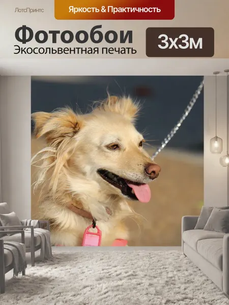 LotsPrints Фотообои "Животное, собака, крупный план" 3x3м