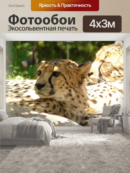 LotsPrints Фотообои "Гепард, кот, хищник" 4x3м