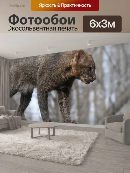 LotsPrints Фотообои "Jaguarundi, feline, животное" 6x3м