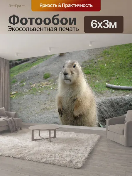 LotsPrints Фотообои "Сурок, животное, зоопарк" 6x3м