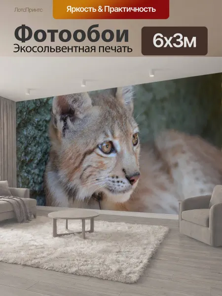 LotsPrints Фотообои "Рысь, зоопарк, щенок" 6x3м