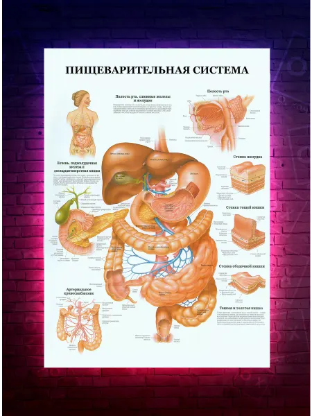 О-Хочу! Постер Анатомия - Пищеварительная система