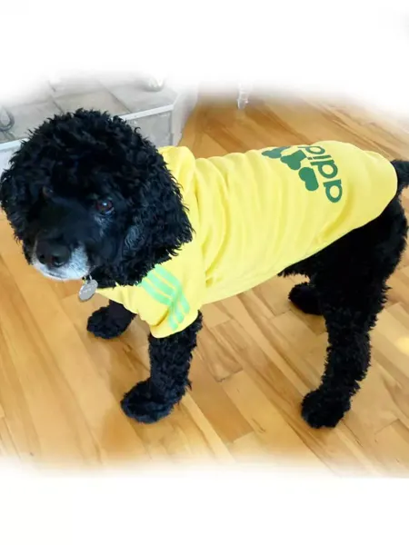 Dog-60 Одежда кофта толстовка для собак средних пород 4XL