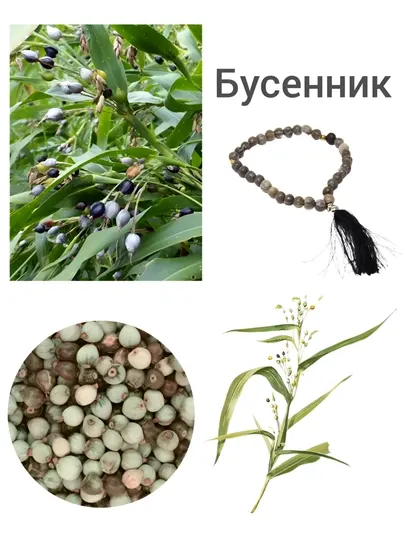Семена цветов Буссеник (Коикс) 5, 10 штук