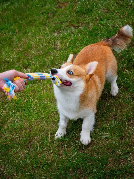 Japan Premium Pet Игрушка для собак плетёный канат с хрустом