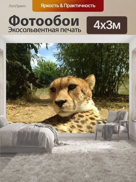 LotsPrints Фотообои "Гепард, животные, хищник" 4x3м