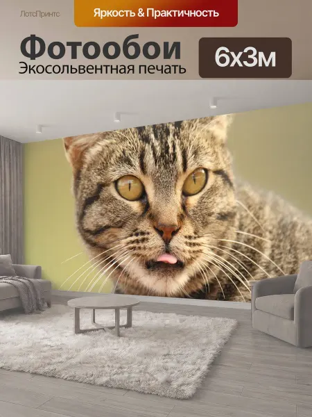 LotsPrints Фотообои "Животное, кошка, закрыть" 6x3м