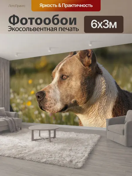 LotsPrints Фотообои "Животное, собака, питбуль" 6x3м