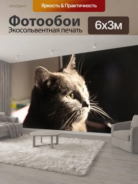 LotsPrints Фотообои "Шартреза, кот, животные" 6x3м