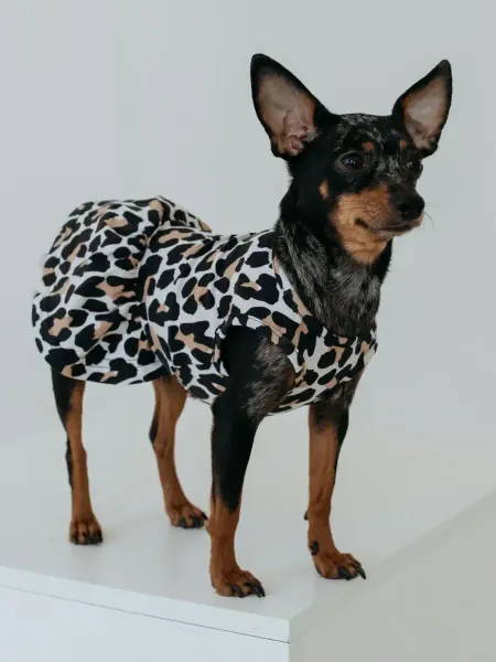 Friendly DOG Платье для животных собак и кошек