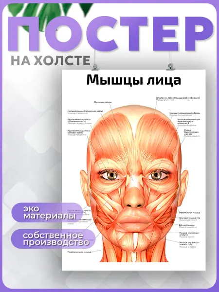 POSTERNAK Постер анатомия мышц лица для массажа косметология 50х70 см